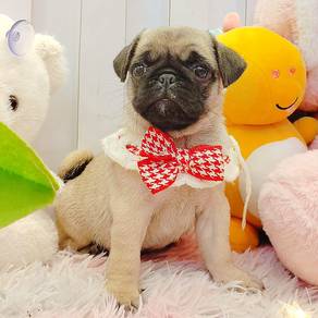 Pug