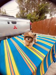 Shih Tzu