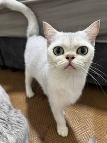 Bsh
