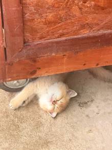 Golden British Shorthair Kitten