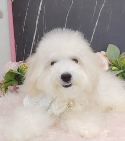Maltipoo