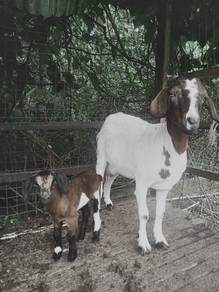 kambing Baka boer