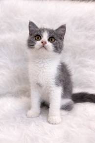 BlueWhite shorthair