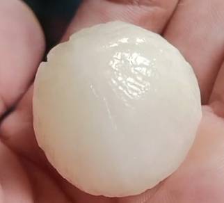 Buntat kelapa kristal asli alami alam 