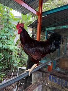 Ayam Rhode Island Red RIR