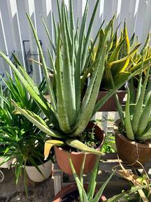 Fresh Aloe Vera Plant