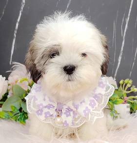 Shih Tzu