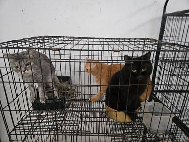 baka British shorthair