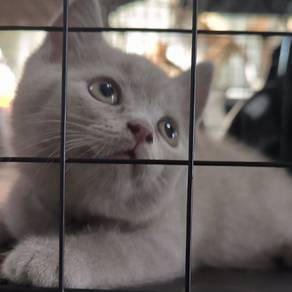 BSH Lilac