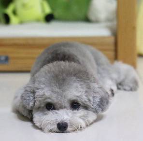 U86 Innocent Poodle Cute Curly Little Puppy Baby D