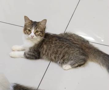 Domestic cat free