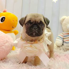 Pug
