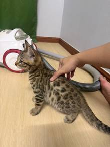 cat pure bengal rossette kucing