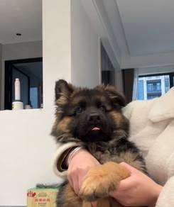 German Shepherd