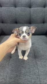 Lilac Color Smooth Coat Chihuahua (M) 纯种 丁香色 短毛吉娃娃