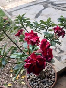 adenium kemboja