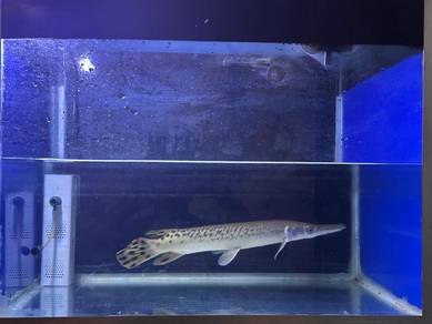 Aligator Gar