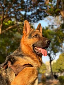 German Sheperd