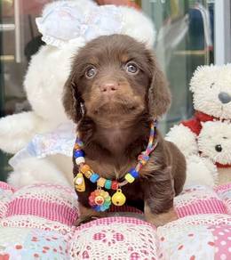 MINIATURE DACHSHUND Puppies VIP25🐻 Male~Female
