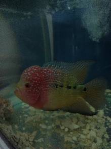 flowerhorn 