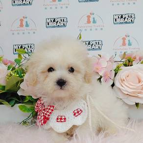 Bichon Frise