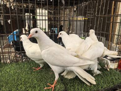 Burung Merpati putih KL