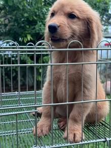 Golden retriever