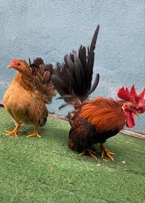 Ayam Japanese Bantam Sepasang