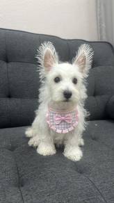 West Highland White Terrier (Female) 刚毛西高地 特价女生