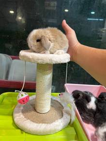 Holland lop