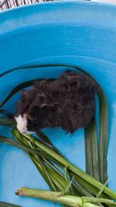 Guinea Pig for sale