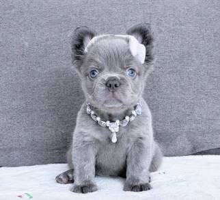 FRENCH BULLDOG PUPPIES 🌻VIP154 Long Fur / Girl