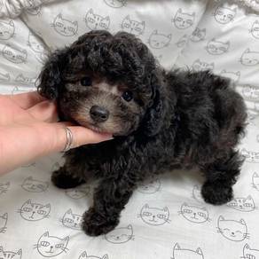Whimpery Grey Poodle Cute Baby Face Teddy Bear Pup