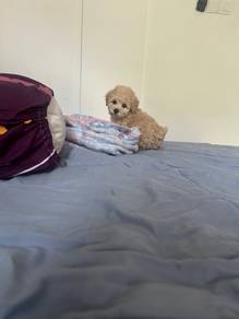 Tiny Poodle