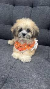Bichon mix Shih Tzu Puppy (Female) 比熊混西施 女生