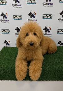 Giant poodle male and female