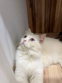 Traditional Ragdoll Cat For Sale