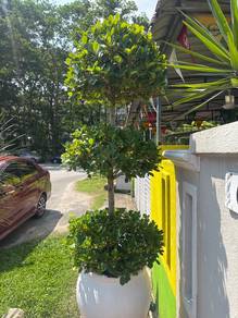 Pokok bonsai utk dijual