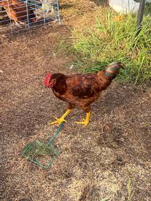 Ayam RIR anak muda Rhode Island Red