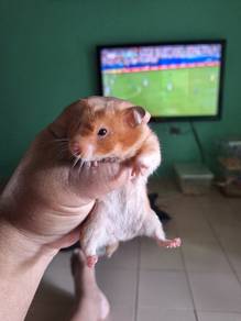 Hamster Gold