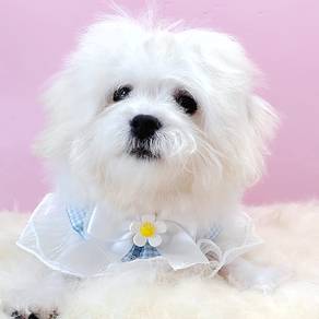 Bichon