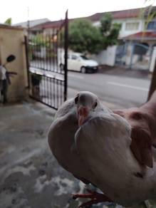Burung Merpati racing homer