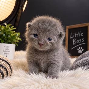 British Shorthair & American Curl Kittens