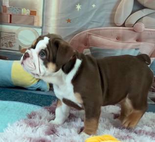 ENGLISH BULLDOG PUPPIES VIP31 🐻 BullDog Male