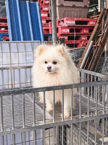 Pomeranian for sale