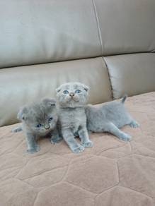 bsh