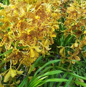 orkid tiger (Giant Orkid)