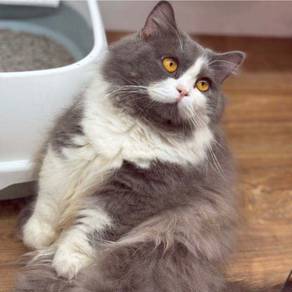 Munchkin BLH for sale