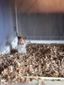 Hamster