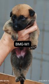 Belgian Malinois